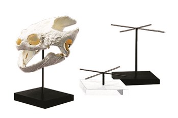 artifact display stand by ADE, how to display fossils