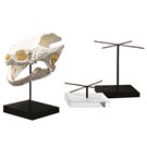 artifact display stand by ADE, how to display fossils