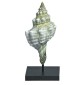 Seashell on Center Post Base