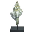 seashell display by ADE