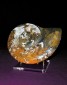 Nautilus shell display