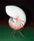 Seashell on acrylic mount in front of green background