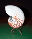 Seashell on acrylic mount in front of green background